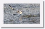 Laughing Gull and Caspian Tern