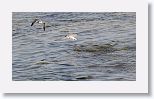 Laughing Gull and Caspian Tern