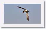 Caspian Tern