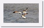 Laughing Gulls