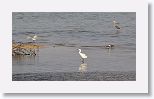 Reddish Egret