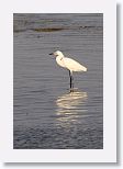 Reddish Egret