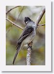 Cuban Pewee