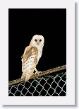 Barn Owl