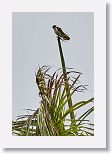 American Kestrel