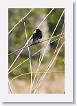 Red-shouldered Blackbird