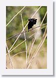 Red-shouldered Blackbird