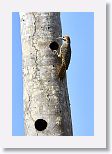 Fernandina?s Flicker