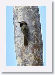 Fernandina?s Flicker