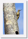 Fernandina?s Flicker