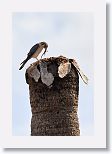 American Kestrel