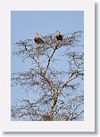 Crested Caracara