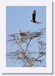 Crested Caracara