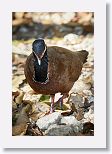 Blue-headed Quail-Dove