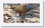 Blue-headed Quail-Dove