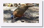 Blue-headed Quail-Dove