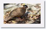 Blue-headed Quail-Dove