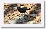 Tawny-shouldered Blackbird