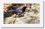 Tawny-shouldered Blackbird