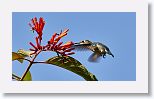 Bee Hummingbird