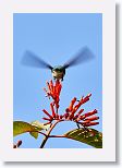 Bee Hummingbird