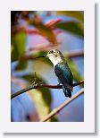 Bee Hummingbird