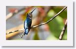 Bee Hummingbird