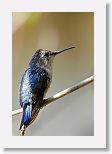 Bee Hummingbird