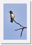 Bee Hummingbird