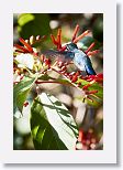 Bee Hummingbird