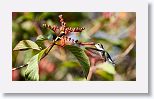 Bee Hummingbird