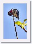 Bee Hummingbird