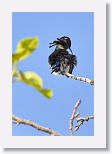 Bee Hummingbird