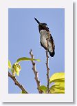 Bee Hummingbird