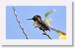 Bee Hummingbird