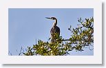 Anhinga