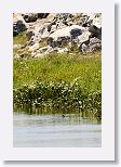 Pied-Bill Grebe