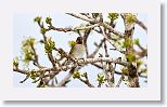 Cuban Grassquit