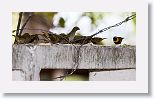 Yellow-faced Grassquits and Cuban Grassquits