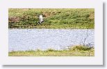 Snail Kite