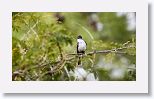 Gray Kingbird