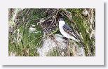 Gray Kingbird