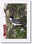 Gray Kingbird