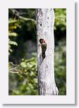 West Indian Woodpecker