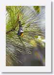 Olive-capped Warbler