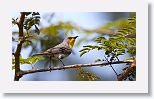 Olive-capped Warbler