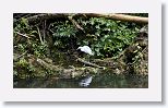 Little Blue Heron