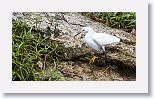 Snowy Egret