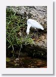 Snowy Egret