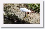 Snowy Egret